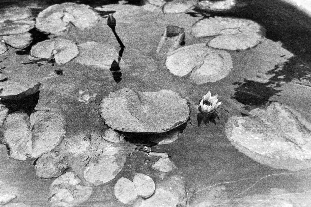 Street of Hong Kong pond