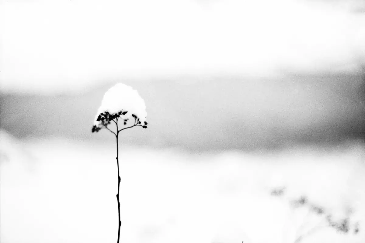 landscape 002