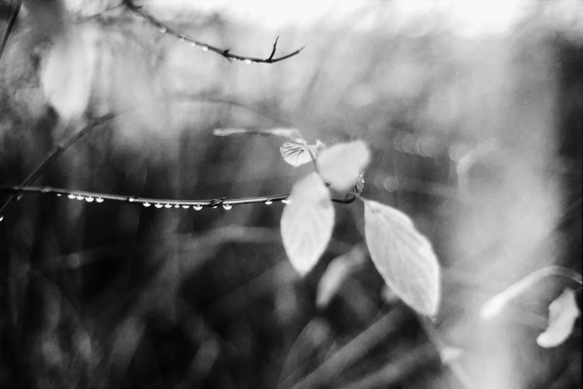 landscape 003