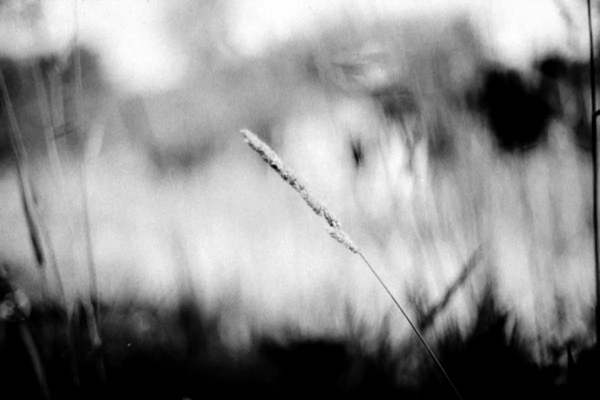 landscape 010