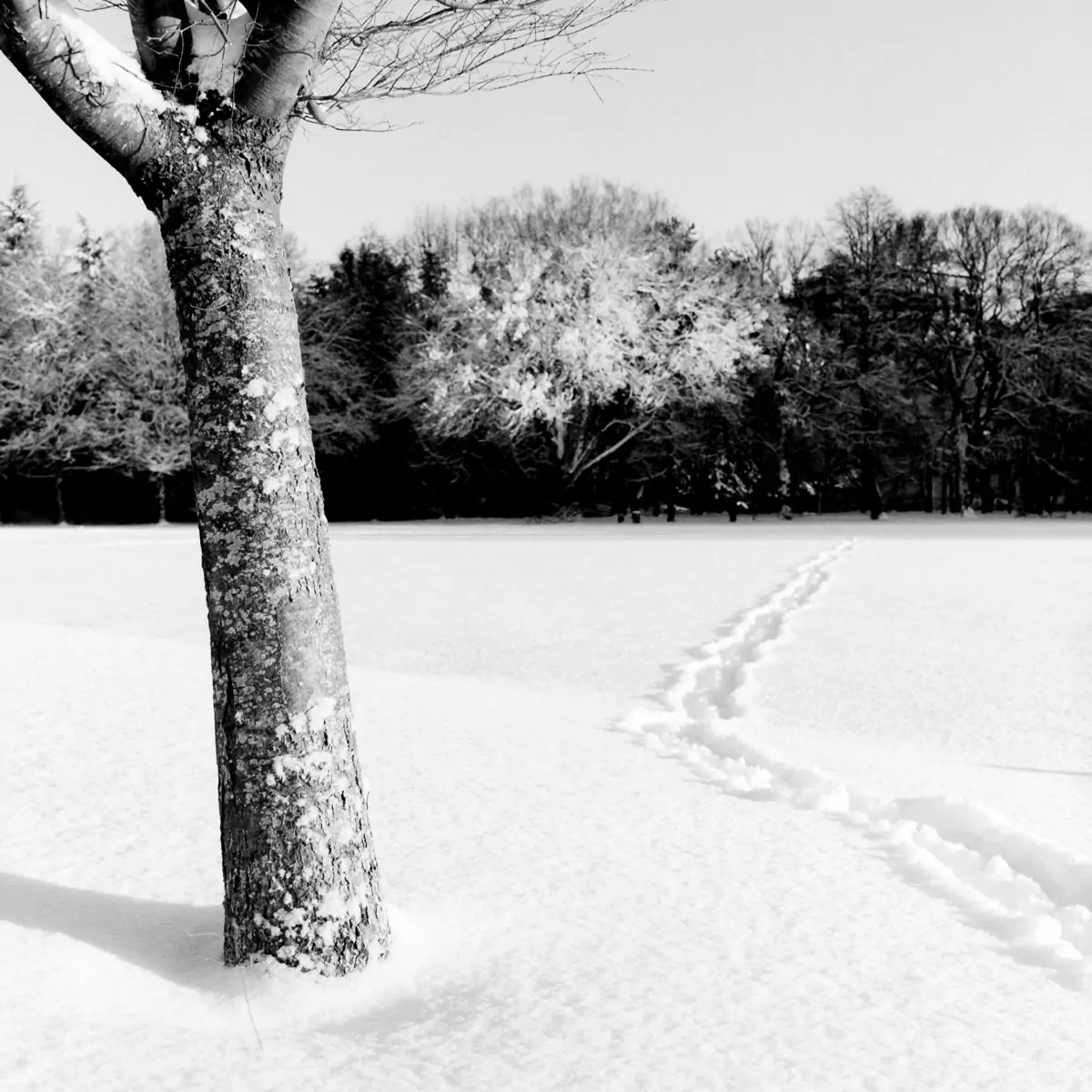 landscape 016